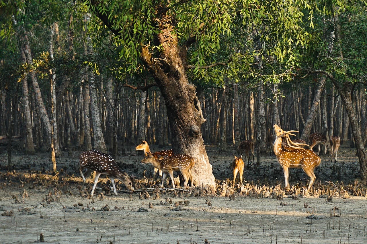SUNDARBAN TOUR